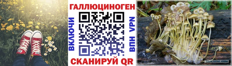 shop наркотические препараты  хочу   Муром  Галлюциногенные грибы Psilocybine cubensis 